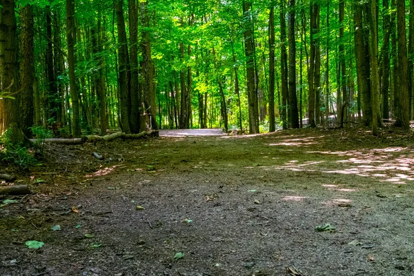 Morning Forest Illuminated Rays Sun Making Way Trees — Stock Photo, Image