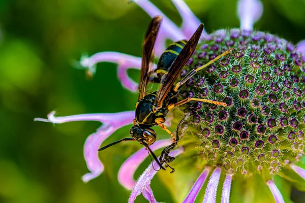 Wasp Sitter Blomma Och Äter Insekt Fångad Blommor — Stockfoto