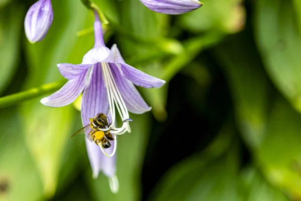 Biet Fastnade Blommas Pissar Blå Klocka — Stockfoto