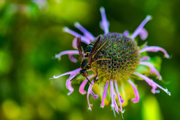 Wasp Sitter Blomma Och Äter Insekt Fångad Blommor — Stockfoto
