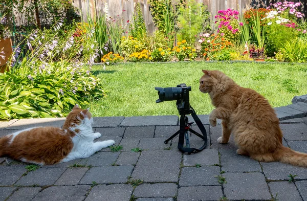 Şaka Arka Bahçede Kameralı Kediler Fotoğraf Çekimi Yapar Birbirlerinin Fotoğraflarını — Stok fotoğraf