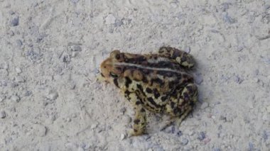 Orman, renkli kurbağa orman yolu boyunca atladı.