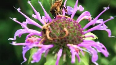 Yaz aylarının sonunda böcekler yoğun bir şekilde kendi yiyeceklerini kışa hazırlarlar..