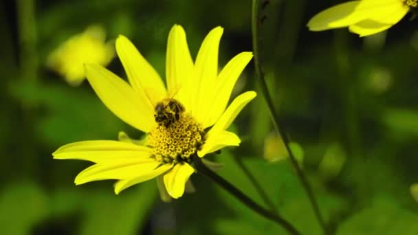 Pszczoła Pokryta Pyłkiem Dzikich Kwiatów Pracuje Cały Dzień Zbierając Nektar — Wideo stockowe