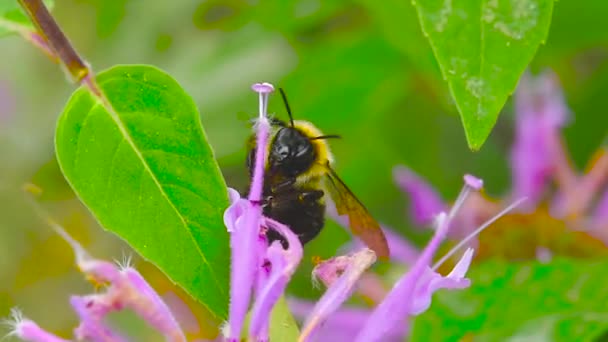 Bumblebee Buzzes Works Collecting Nectar Wildflowers — Stock Video