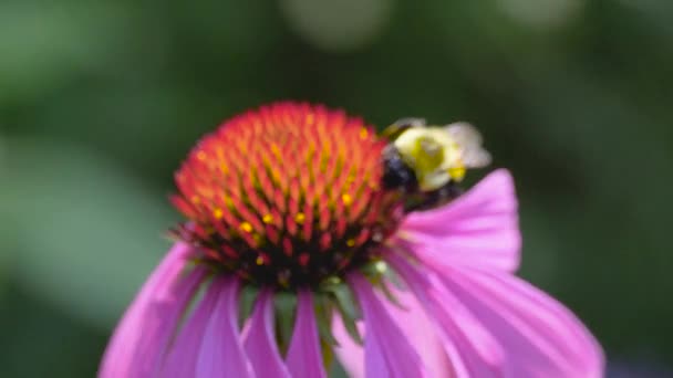 Bumblebee Brzęczy Pracuje Zbierając Nektar Dzikich Kwiatów — Wideo stockowe