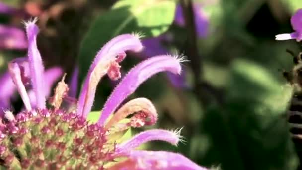 Insekten Bereiten Sich Ende Der Sommermonate Intensiv Ihre Nahrung Für — Stockvideo
