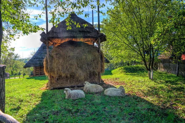 Три овцы возле сеновала — стоковое фото