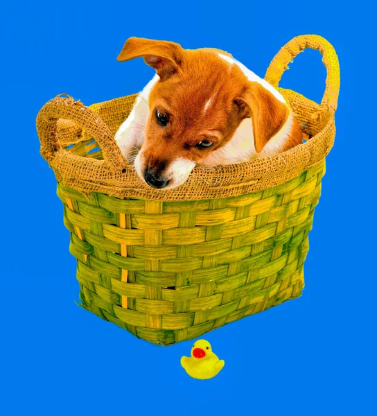 Puppy in a basket and a fallen toy — Stock Photo, Image