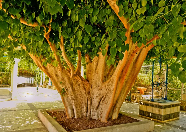 Kiwi tronc d'arbre — Photo