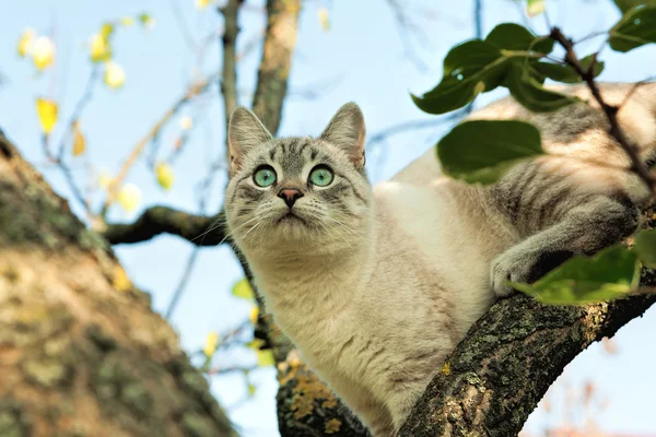 Küçük avcı — Stok fotoğraf