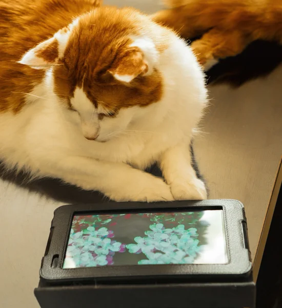 Tablet ile kedi — Stok fotoğraf