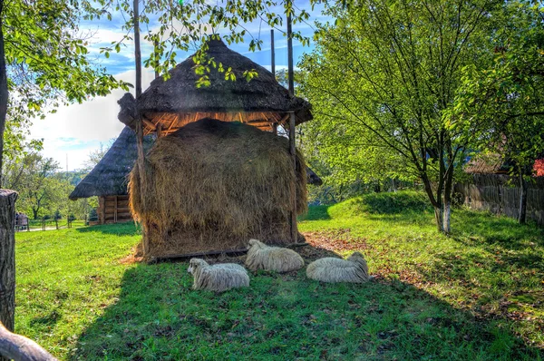 Tres ovejas cerca del pajar —  Fotos de Stock