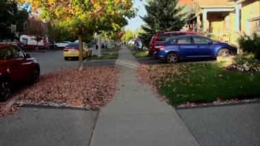 Köknar ağaçları birbirine o kadar yakın büyüdü ki güneş ışınları bile zar zor geçebiliyor.