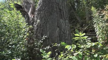 Köknar ağaçları birbirine o kadar yakın büyüdü ki güneş ışınları bile zar zor geçebiliyor.