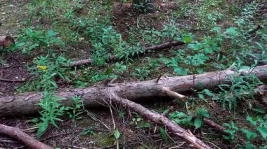 Köknar ağaçları birbirine o kadar yakın büyüdü ki güneş ışınları bile zar zor geçebiliyor.