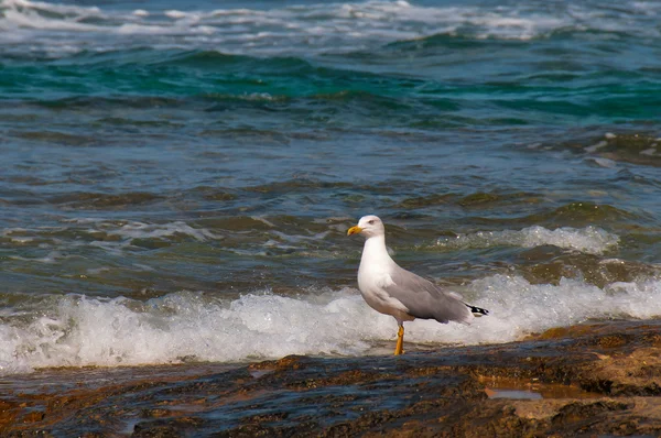 Seagull and wave — Stock Photo, Image