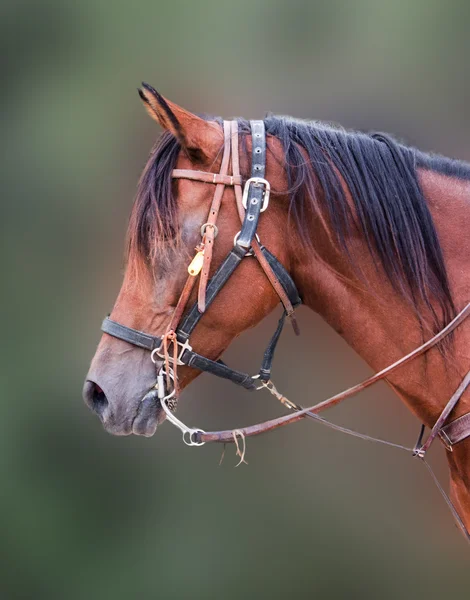 Paard mooie hoofd — Stockfoto