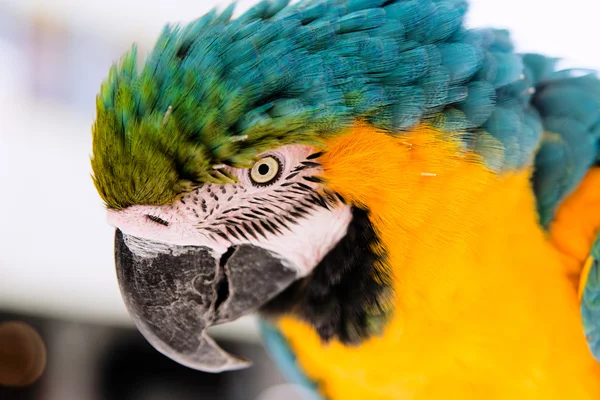 Oog oude parrot — Stockfoto