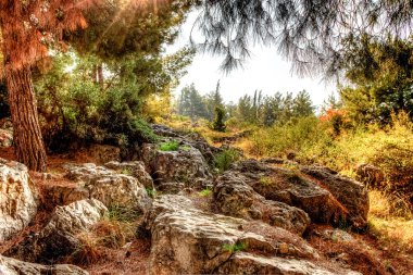 Canlı renkler sıcak sonbahar