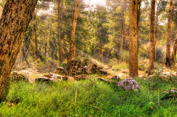 Yağmurdan sonra ormanda güneş ışınları — Stok fotoğraf