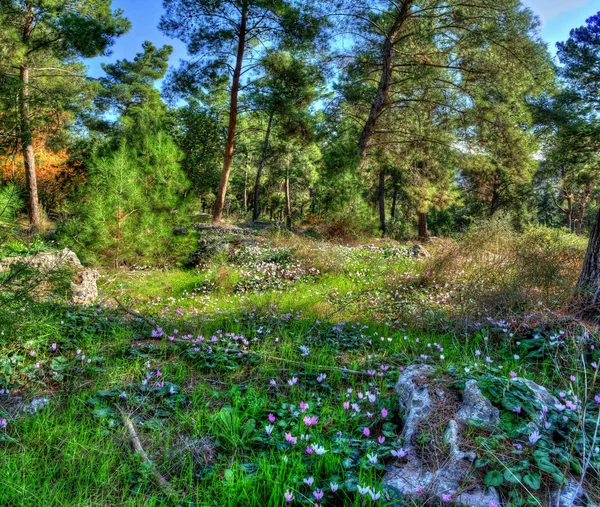 Flower Fields in the pine forest Stock Picture