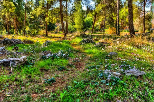 Flowers in the forest Royalty Free Stock Images