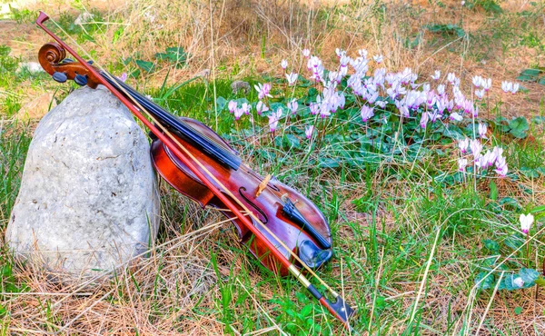 Housle poblíž stone proti glade lesní květiny — Stock fotografie