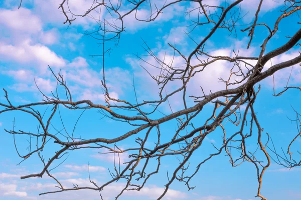 Branches d'arbres nus contre ciel bleu — Photo