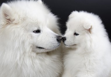 Samoyed köpek