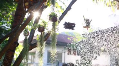 Yağmurun seçici odağı güneş ışığı ve evin önünü süsleyen ağaçlar. Doğa arkaplan videosu konsepti.