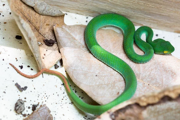 Schöne Viper Mit Großen Augen Schläft Großaufnahme Großaugenotter Trimeresurus Macrops — Stockfoto