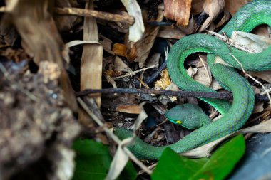Güzel, büyük gözlü yılan uyuyor. Büyük Gözlü Yeşil Çukur Viper (Trimeresurus macrops), Güneydoğu Asya ve Tayland 'ın endemik türlerinden biridir..