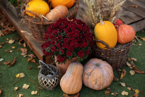 Harvesting Decorated Entrance House Pumpkins Basket Chrysanthemum Front Porch Decorated — Stock Photo, Image