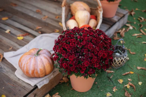 Harvesting Backyard Pumpkins Chrysanthemum Wooden Porch Decorated Halloween Thanksgiving Pumpkins — Stock Photo, Image