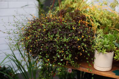 Soleirolia soleirolii yeşil saksı bitkisi. Yeşil agave sulu bitkiler tencerede. Terastaki Home Mini Çiçek Bahçesi. Ev işleri konsepti. Bitki bakımı. Ev bahçesinin balkondaki kompozisyonu. 