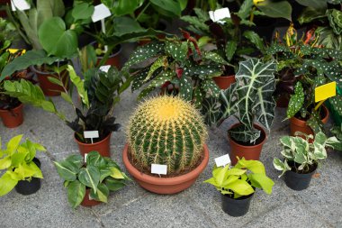 Tencerede büyük bir kaktüs. Ev işleri konsepti. Farklı ev bitkileri ve terastaki saksılarda süs bitkileri. Bitki bakımı. Ev bahçesinin balkondaki kompozisyonu. Zamioculcas, Philodendron, Epipremnum.