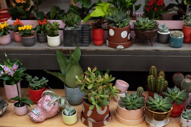 Saksıda ev bitkileri ve süs bitkileri koleksiyonu. Bitki bakımı. Ev bahçesi kompozisyonu. Mini bahçe sulu ve kaktüsler evde saksıda. Crassula. Para Ağacı. Ev bahçesi konsepti. 