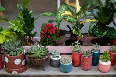 Ev işleri konsepti. Saksıda ev bitkileri ve süs bitkileri koleksiyonu. Bitki bakımı. Ev bahçesinin modern kompozisyonu. Mini bahçe sulu ve kaktüsler evde saksıda. Ficus, zamioculcas