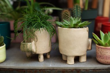 Yeşil rhipsalis ve saksılarda sulu bitkiler. Lezzetli ev Mini bahçesi. Ev işleri konsepti. Terasta saksıda ev bitkileri. Bitki bakımı. Balkondaki ev bahçesinin modern kompozisyonu. 