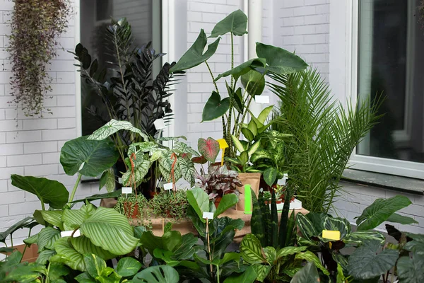 Concetto Giardinaggio Domestico Raccolta Piante Appartamento Piante Ornamentali Vaso Terrazza — Foto Stock