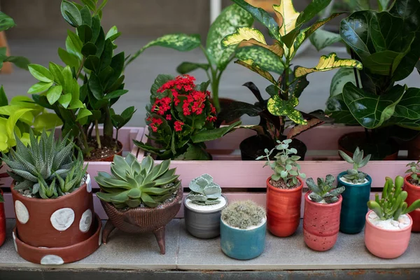 Mini garden of succulents and Cactus in pots at home. Ficus, zamioculcas. Home gardening concept. Collection of houseplants and ornamental plants in pots. Plant care. Modern composition of home garden