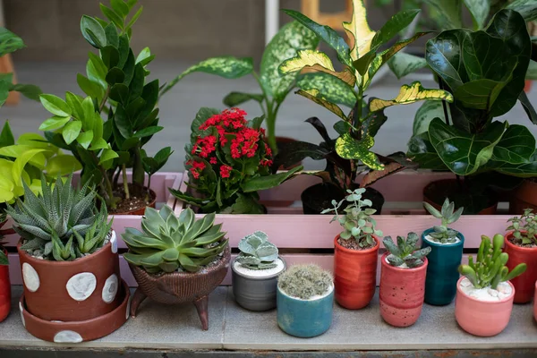 Home gardening concept. Collection of houseplants and ornamental plants in pots. Plant care. Modern composition of home garden. Mini garden of succulents and Cactus in pots at home. Ficus, zamioculcas