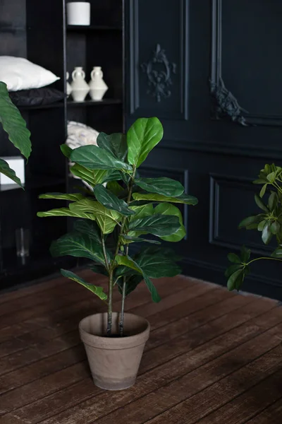 Fiddle leaf fig tree, Ficus lyrata. Large green plant in pot on wooden floor in dark living room. Interior design, urban jungle decor. Houseplants. Plants in modern interior room. Gardening at home.