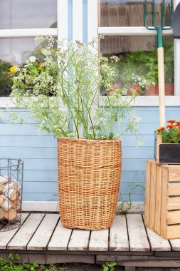 Köy evinin duvarına karşı bahçe aletlerinin yanında çiçek olan sepet. Saksıdaki bahçe bitkileri. Yeşil bitkiler ve çiçeklerle dolu ahşap bir veranda. Sıcak yaz dekoru veranda evi. 