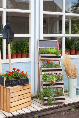 Verande 'de çiçek açan portakallar. Çiçekçi. Yazlık veranda evi. Saksı bitkileri yetiştiriyorum. Evin dış verandasında yeşil bitkiler, bitkiler ve çiçekler var.. 