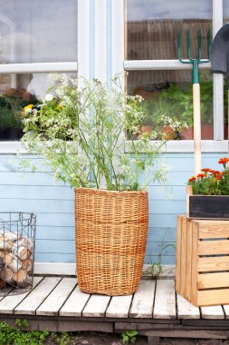 Köy evinin duvarına karşı bahçe aletlerinin yanında çiçek olan sepet. Saksıdaki bahçe bitkileri. Yeşil bitkiler ve çiçeklerle dolu ahşap bir veranda. Sıcak yaz dekoru veranda evi. 