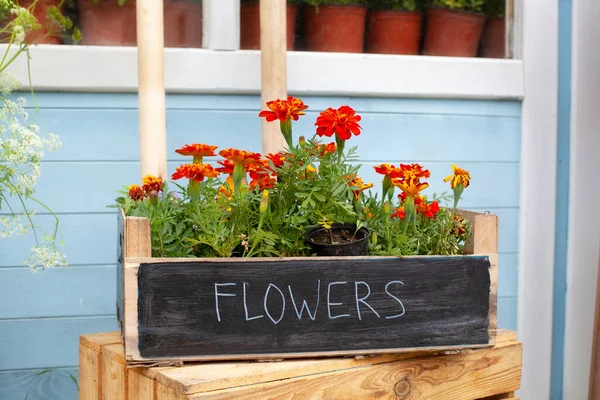 Flores Florecientes Tagetes Naranjas Maceta Verande Cultivando Plantas Interior Maceta — Foto de Stock