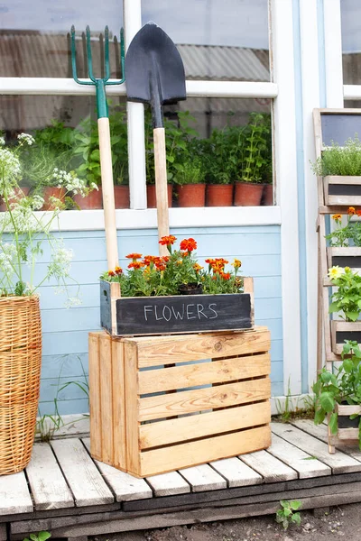 Odla Krukväxter Blommande Orange Tagetes Blommor Kruka Verande Blomsteraffär Sommar — Stockfoto