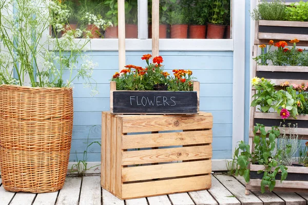 Summer Decor Veranda House Blooming Orange Tagetes Flowers Pot Verande — 스톡 사진